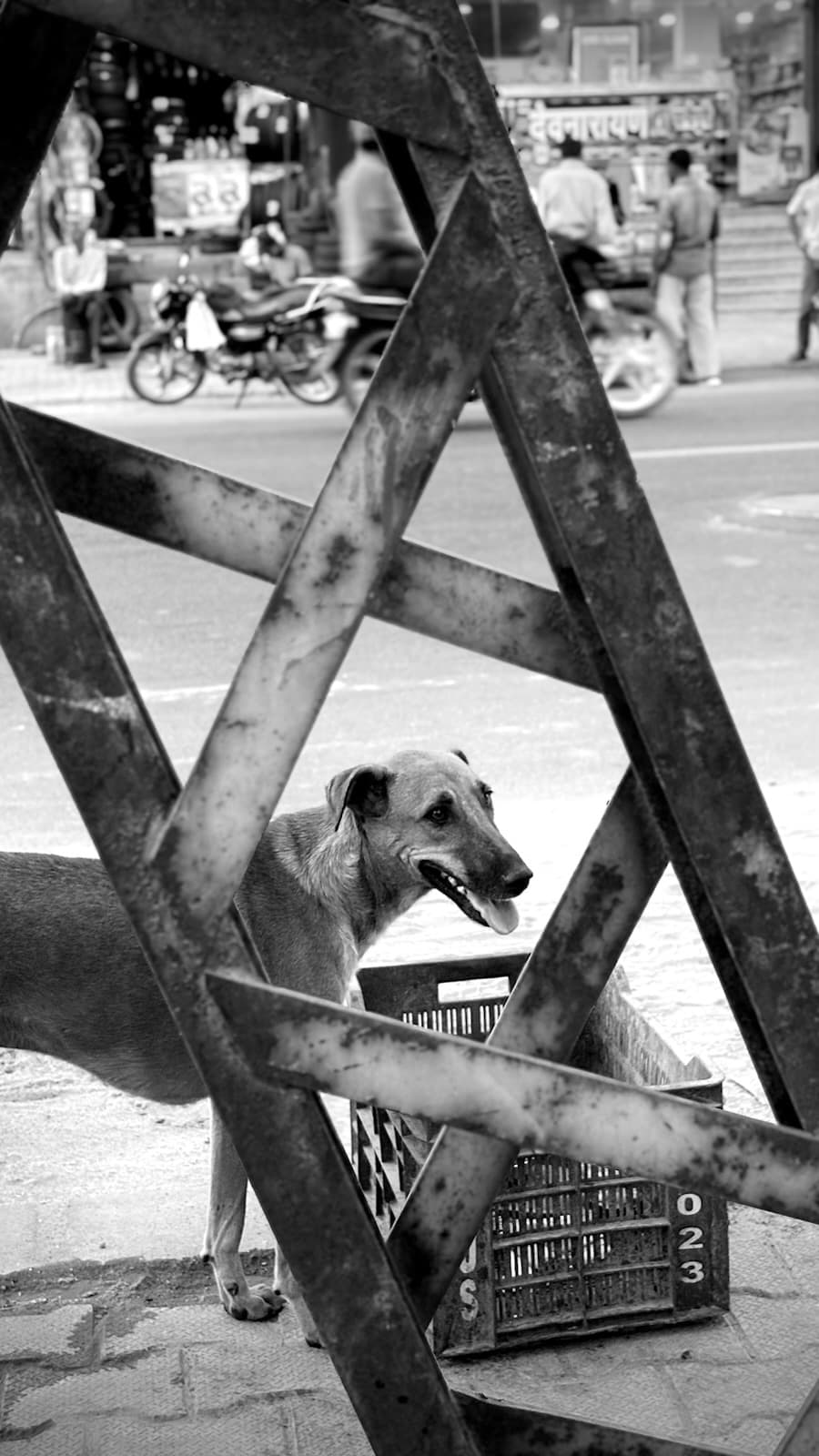 Dog through a steel frame